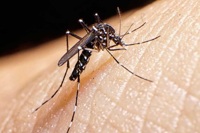 aedes mosquito